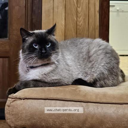 Foto van vermiste kat in Grand Bigard