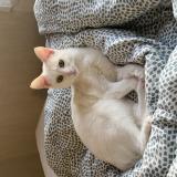 Picture of cat lost at Argentan