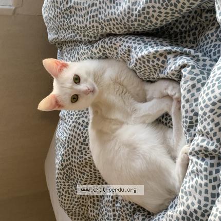 Photo 1/1 Runa Chat lost in Argentan