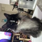 Picture of cat lost at Toulouse