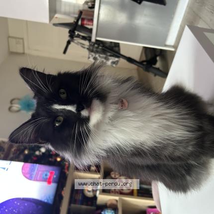 Photo 1/1 Lucifer Chat lost in Toulouse