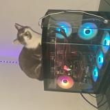 Picture of cat lost at Caudry