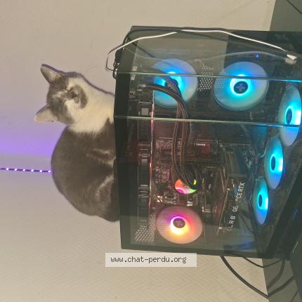 Photo 1/1 Arlette Chat lost in Caudry