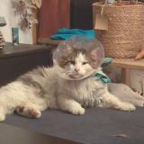 Picture of cat lost at Carces