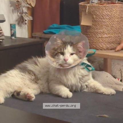 Photo 1/1 Chapi chapo Chat lost in Carces