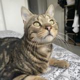 Picture of cat lost at Schiltigheim