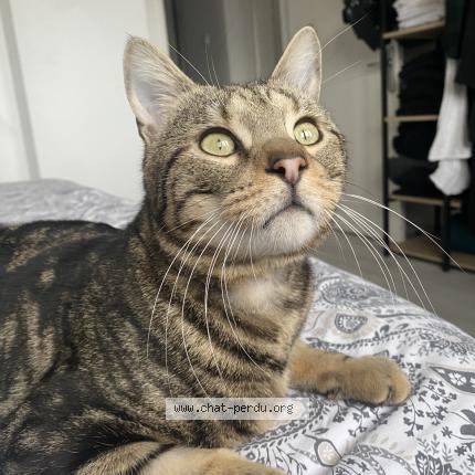 Photo 1/1 Ernest Chat lost in Schiltigheim