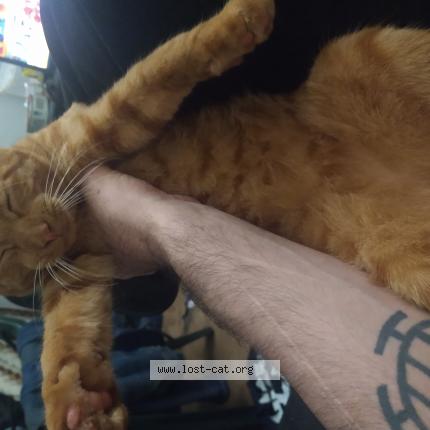 Photo 1/1 Rex Chat lost in Miami