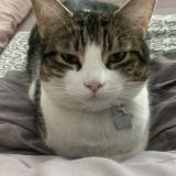 Photo of a cat found in Vevey