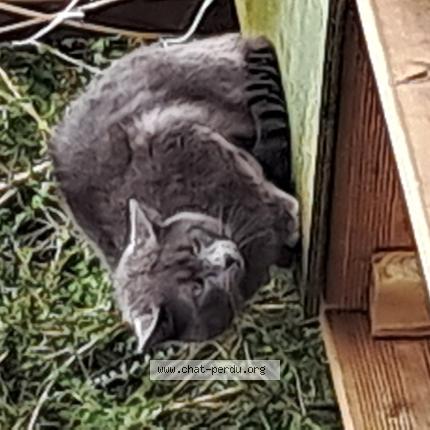 Photo 1/1 Found cat Found in Robertot