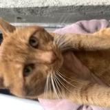 Picture of cat found at Savigne Sur Lathan