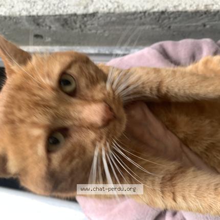 Photo 1/1 Found cat Found in Savigne sur lathan