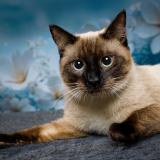 Picture of cat lost at Valdoie