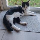 Picture of cat lost at Seysses