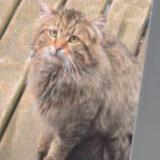 Picture of cat found at Montreal