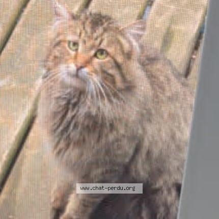 Photo 1/1 Found cat Found in Montreal