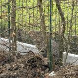 Picture of cat found at Saint Laurent Blangy