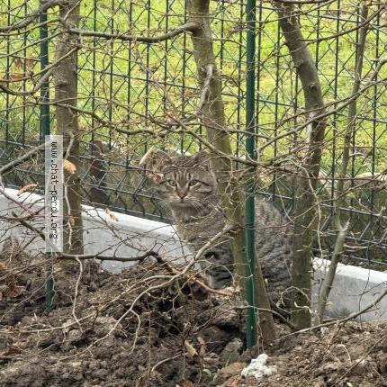 Photo 1/1 Found cat Found in Saint laurent blangy