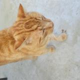 Picture of cat found at Woippy