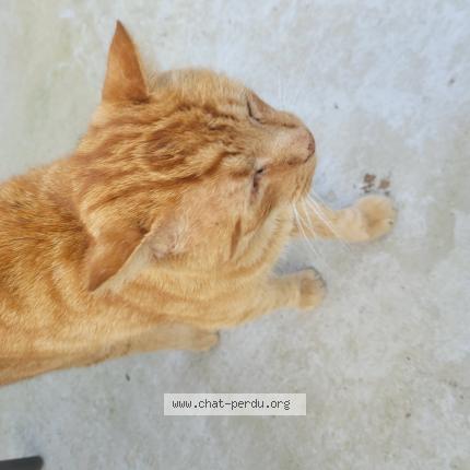 Photo 1/1 Found cat Found in Woippy