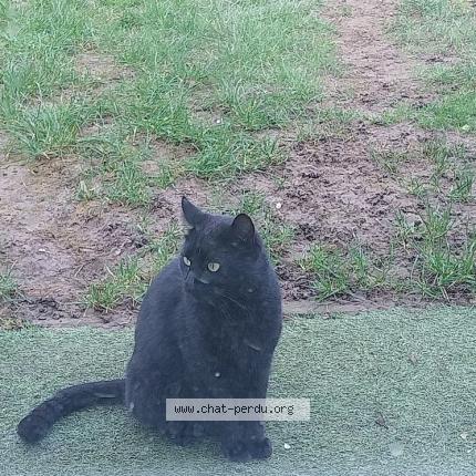 Foto 1/2 Kat teruggevonden Gevonden in Bruxelles