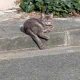 Picture of cat found at Toulouse