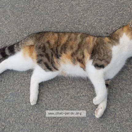 Photo 1/1 Found cat Found in Craon athee