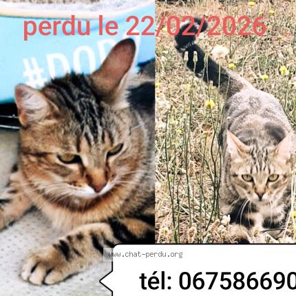 Photo 1/1 Minou Chat lost in Cugnaux