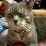 Picture of cat lost at Rouen