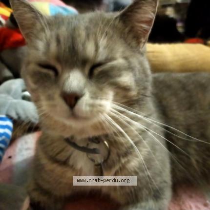 Photo 2/2 H&eacute;lios Chat lost in Rouen