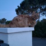 Picture of cat lost at Bagnols En Foret