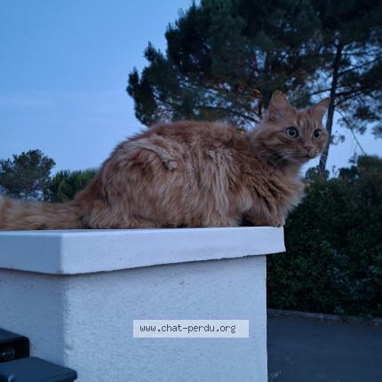 Photo 1/1 Numérobis Chat lost in Bagnols en foret