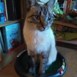 Picture of cat lost at Beaucaire