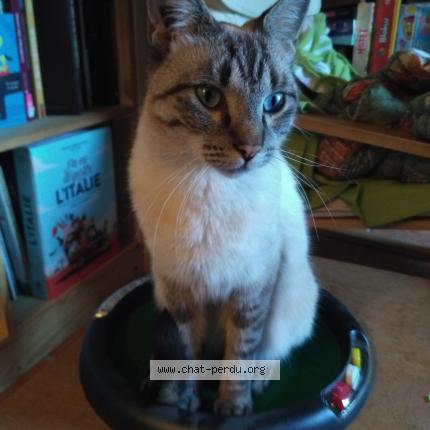 Photo 1/1 Everest Chat lost in Beaucaire