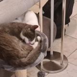 Picture of cat lost at Coueron