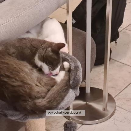 Photo 1/1 Whopper Chat lost in Coueron