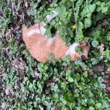 Picture of cat found at Jouy