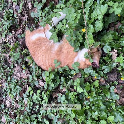 Photo 1/1 Found cat Found in Jouy