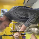 Picture of cat lost at Megeve