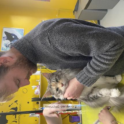 Photo 1/1 Sottise Chat lost in Megeve