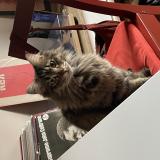 Picture of cat lost at Nice