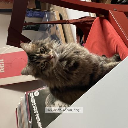 Photo 1/1 Bob Chat lost in Nice