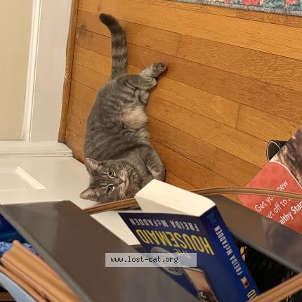 Photo 1/1 Harley Chat lost in Ruther glen