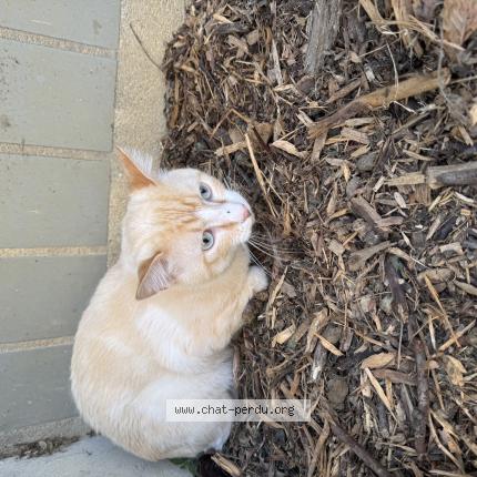Photo 1/1 Found cat Found in Montreuil