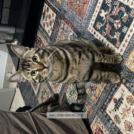 Photo 1/1 Winnie Chat lost in Beziers