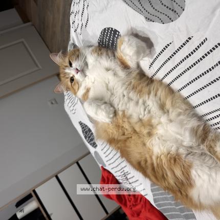 Photo 1/1 Chopper Chat lost in Anglet