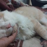 Picture of cat found at Rawalpindi