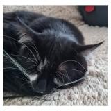 Picture of cat lost at Lievin