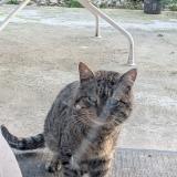 Picture of cat found at La Burbanche