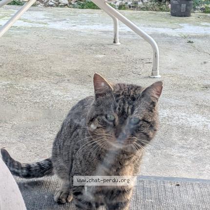 Photo 1/1 Found cat Found in La burbanche